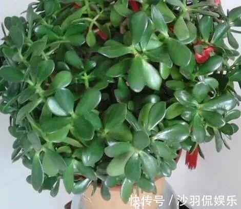 盆景|9月如何养玉树2个“技巧”,让它更加繁茂,枝干木质化,成小树