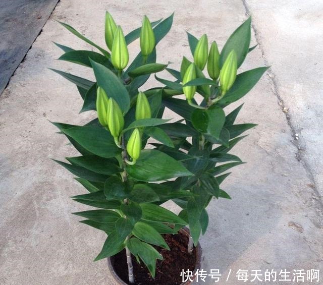 学会了自己种植百合花,再也不想去花店花钱买了,开花也不差!