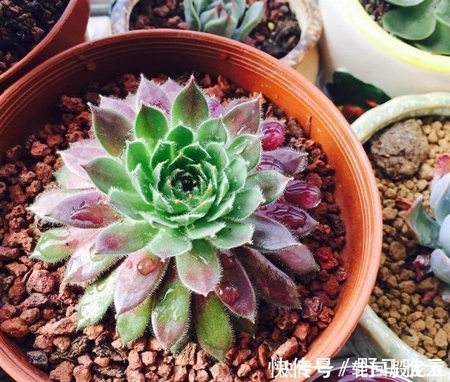 多肉|7字秘诀来养多肉,入坑9年多肉植物没徒也没腐