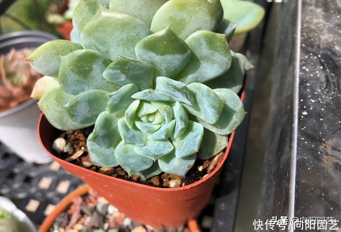 夏季|广东适合养多肉吗？养着养着就变绿？福建乃多肉产地，你说呢？