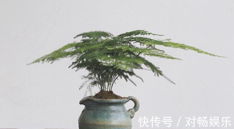 养文竹“浇水”要小心,注意3个小方法,不黄叶、不烂根,蹭蹭长