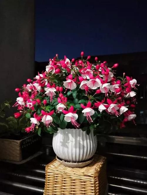 养了一盆花，挂满各种“小花灯”，喜欢春秋天，夏天“度夏死”