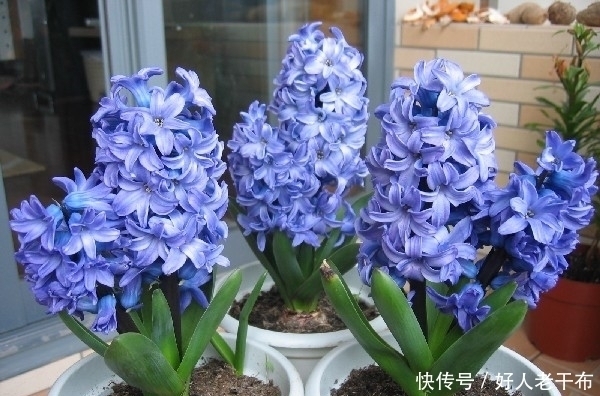 花型|这种盆栽花卉美丽又高雅，花型简单而又美艳，是易爆盆的盆栽佳品