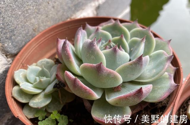 旱鸭子|5种“旱鸭子”花,容易被浇死,越不搭理长得越好,勤快人养不好