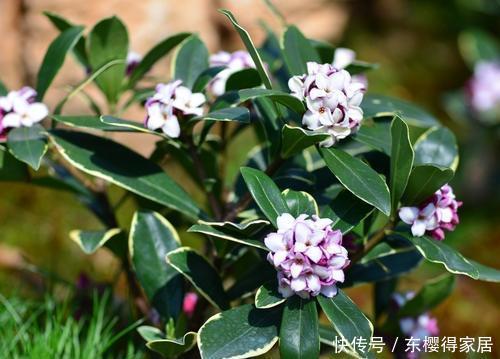 花卉|3种灌木花卉,冬天开花灿烂,养成大中型盆栽,大气有档次!