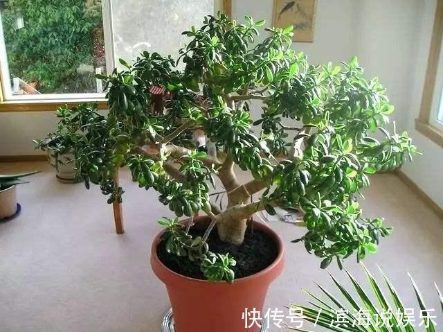 都爱把玉树养成“老桩”,这“3招”不能错过,家里天天生机勃勃