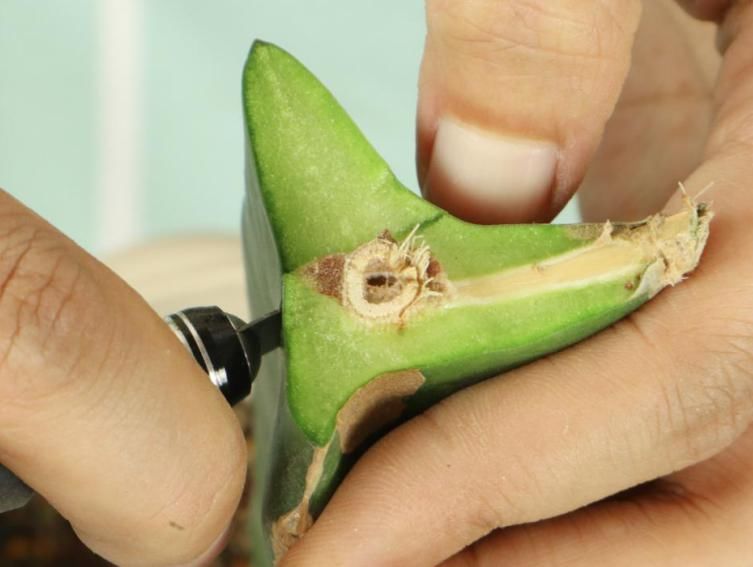 养护蟹爪兰，要注意8个要点，才能开出仙气飘飘花