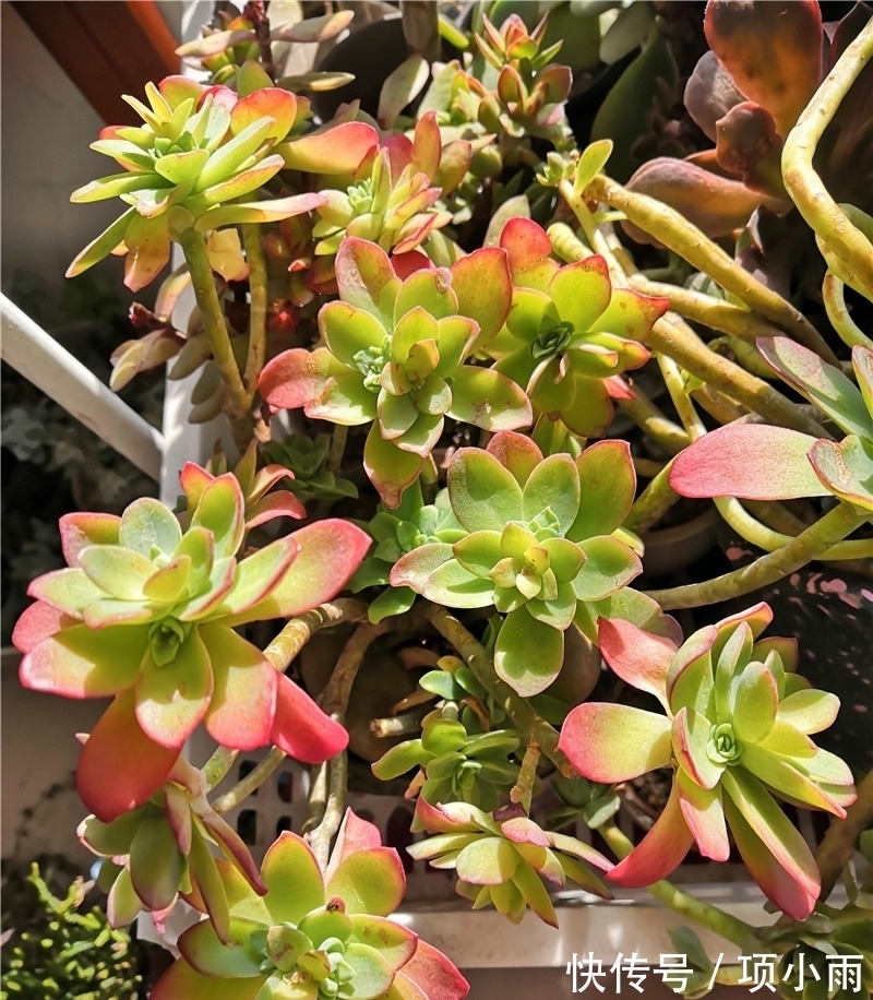 天下养肉人都一样贪