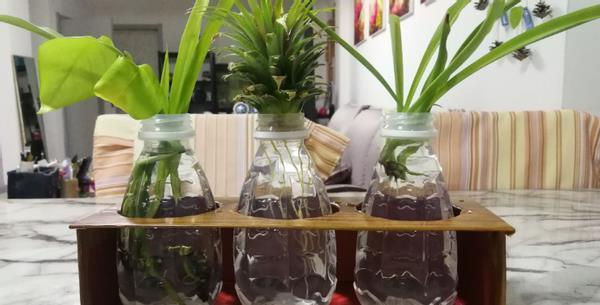 怎么将塑料瓶“一步步”打造成漂亮花盆?