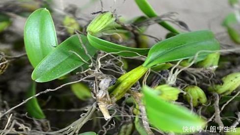 立秋后，肺熱咳嗽不止，常用此草煮水，養陰潤肺，咳嗽不咳