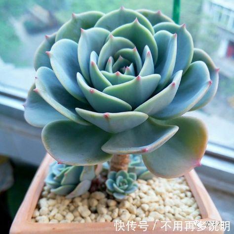 干透|多肉就养这7种,散养不用管也能呼呼长,想养死都难!