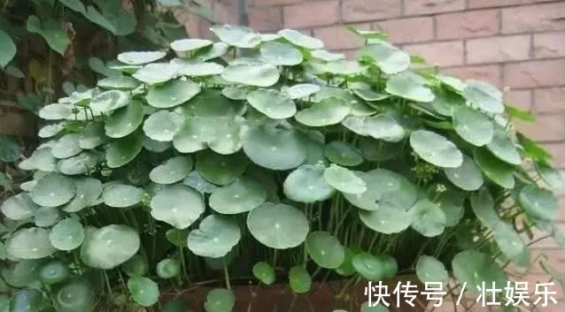 养绿萝、铜钱草,学会关键1招,叶子油绿长得旺,呼呼爆成绿瀑布