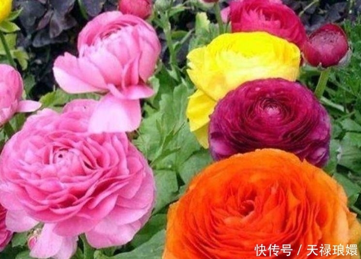 3种花是真正的“开花机器”,名字一般,开出的花却“极美”!