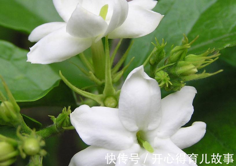 茉莉开花花小香味淡,掌握这几种施肥方法,花大香味浓