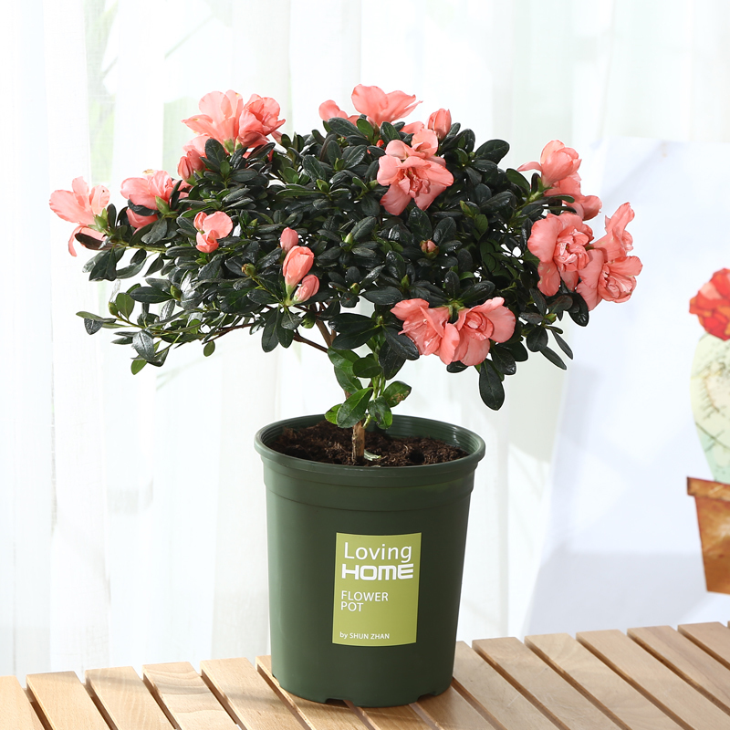 再三提醒不管在哪,要是看见到这种树苗,立马挖走种回家