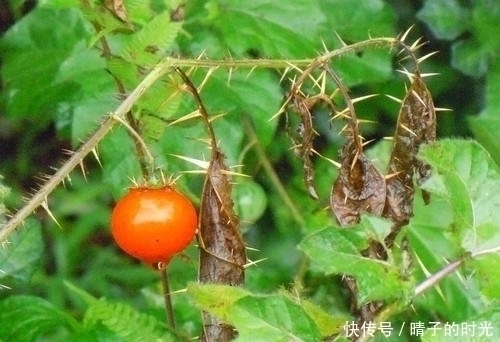 止咳|入秋后不容错过此野果,能活血散瘀,止咳平喘,治牙痛,你认识吗