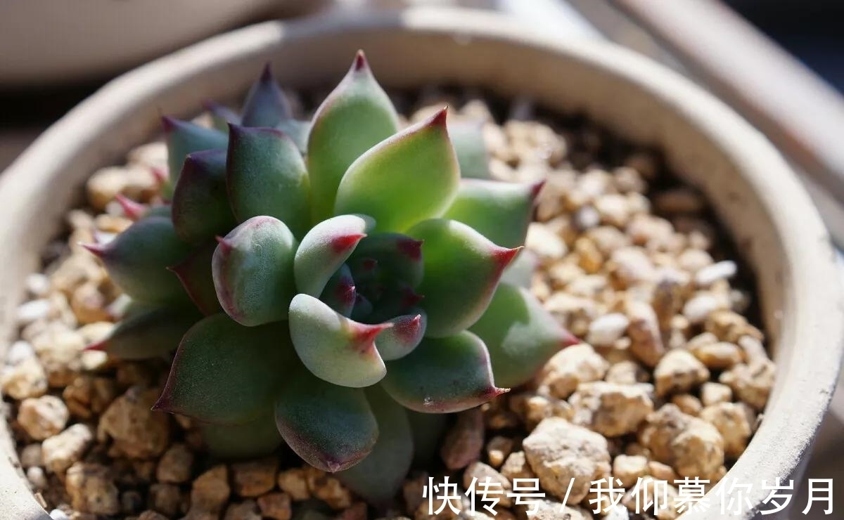 名字像娃娃,形态像莲花,堪称多肉中的“杨贵妃”,是哪种多肉呢