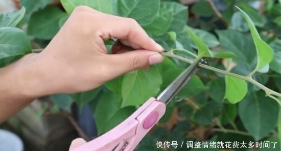 漂亮|4种漂亮花,开完花剪一波,旁边冒侧芽,下一茬花更多