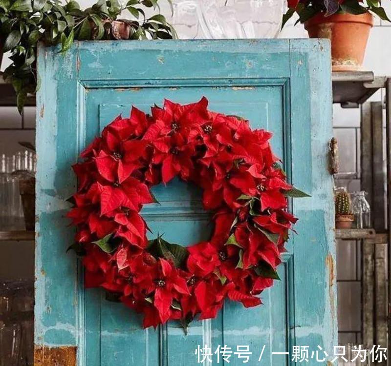 圣诞将至,阳台挑个盆栽,摇身一变圣诞树