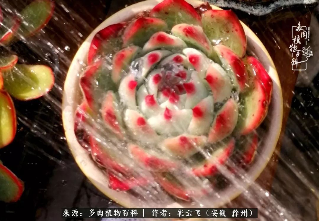 浇水后的多肉，照片秒变“照骗”！却被“骗”得很开心！