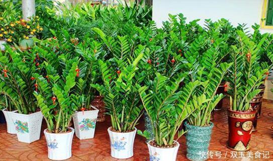 日子|4种“招财花”，家里各养1盆，旺运又招财，日子越过越好