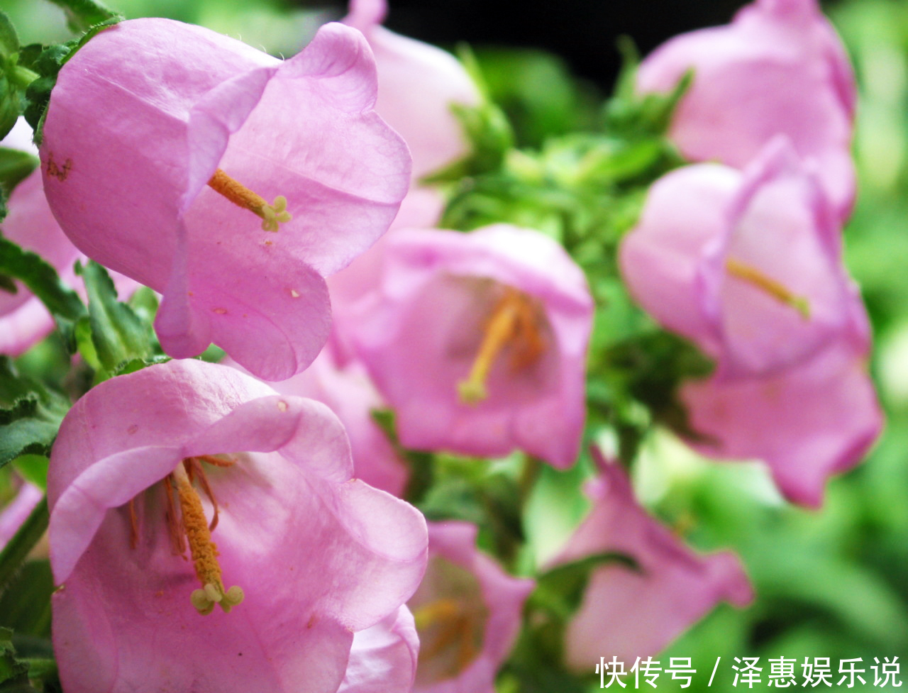 此花所代表的是对远方的祝福,象征着最温柔的爱,花朵像是小铃铛