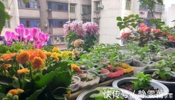 功夫|养花浇水是“功夫”，记住1个“原则”，永远浇不死，越长越旺！