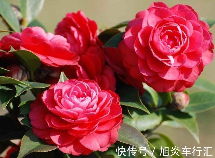 4种花很耐养,好养易活开花漂亮,四季繁花似锦,美