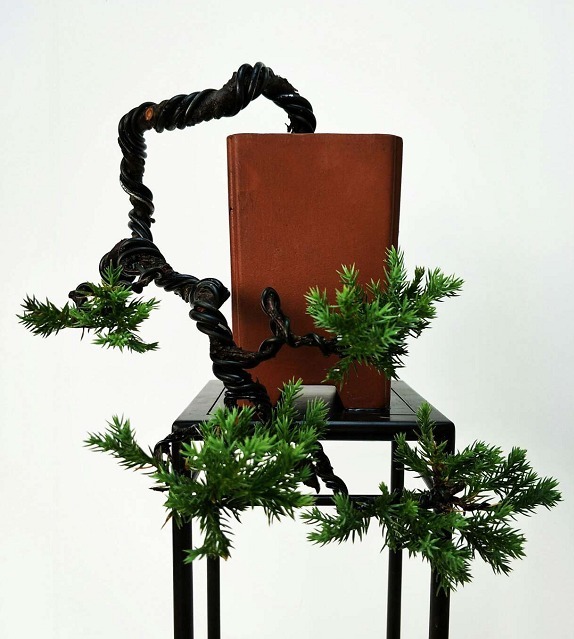 赏玩盆景彰显心灵深处的情怀，换个心情欣赏精美盆景，拍照上图