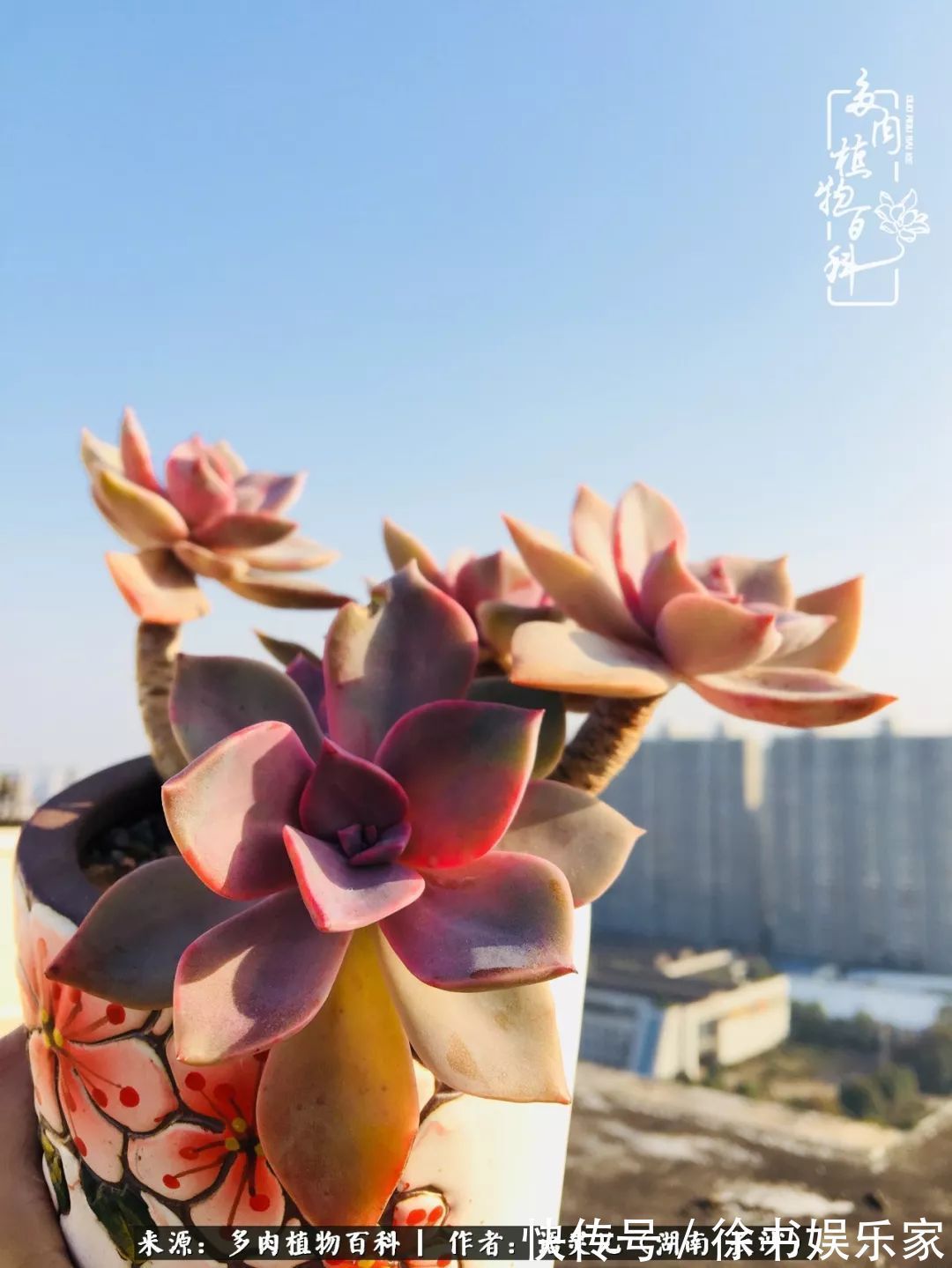 邂逅多肉,爱折腾的阳台党,总能收获简单纯粹的快乐!