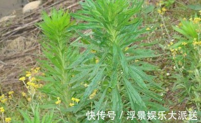 杂草|农村的野草,总以为它是杂草,不过在城里受热捧,还能入药治病