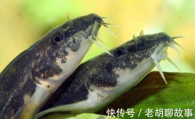 水库泥鳅精!广东水库老乡钓起“巨鳅”,当地人几十年没过了