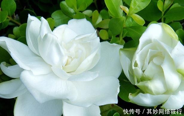  栀子花|家里就养这些花朵，夏天也能开花，花色美丽，阳台变成花海，超美