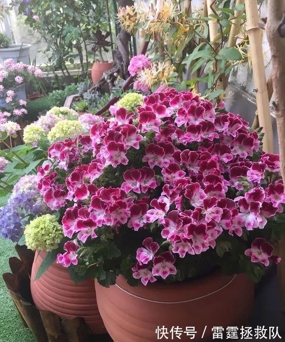 3种“吉利树”，家里种一棵，多福高寿，子孙也受益