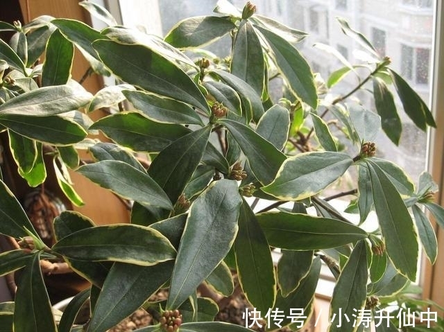 牢记3点要求,冬天室内盆栽瑞香,开花饱满漂亮,香味浓郁