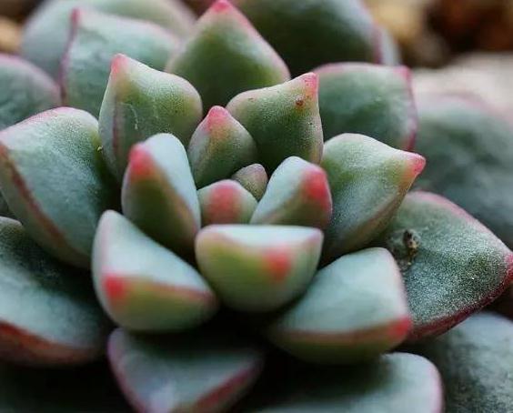 超详细多肉浇水大全