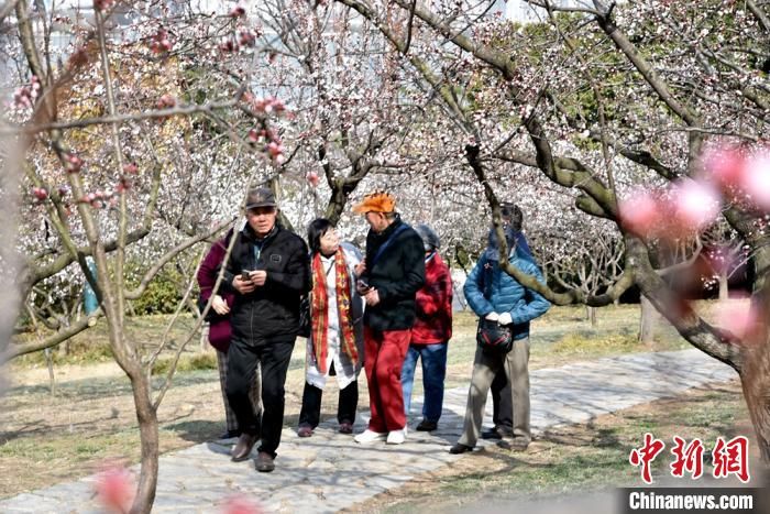 醉人|徐州云龙湖畔十里杏花“俏争春”