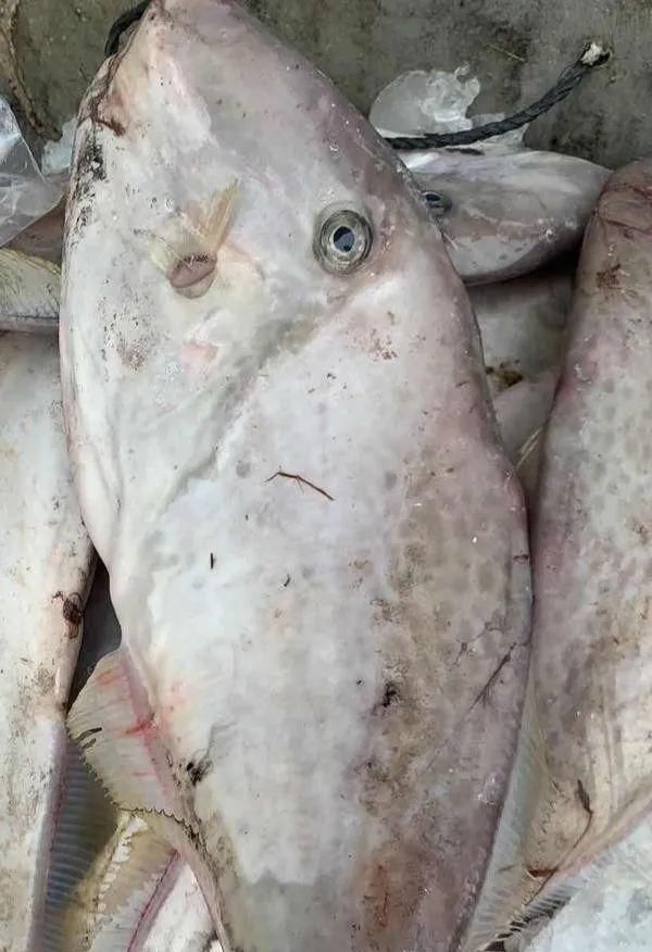 海鲜|老渔民最爱这5种海鲜,价格亲民又营养,刺少肉多,错过可惜了