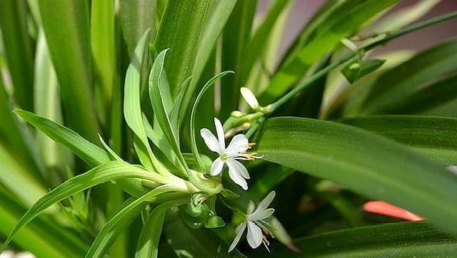 养吊兰,做好“2点”,叶片又宽、又大、油绿又肥厚!