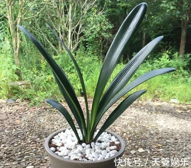 根系|给君子兰换盆,谨记“1个要、2个不要”,叶厚根壮,快速服盆!