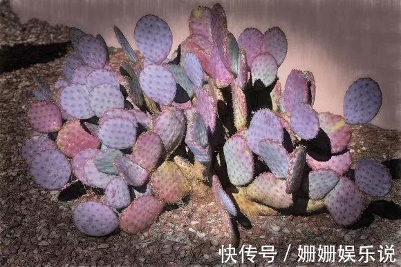 3种“丑花”，长得不怎么样，却能旺运镇宅，关键还好养