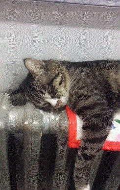 |搞笑GIF趣图:说实话,这钢琴真不错!有谁知道是什么牌子的?