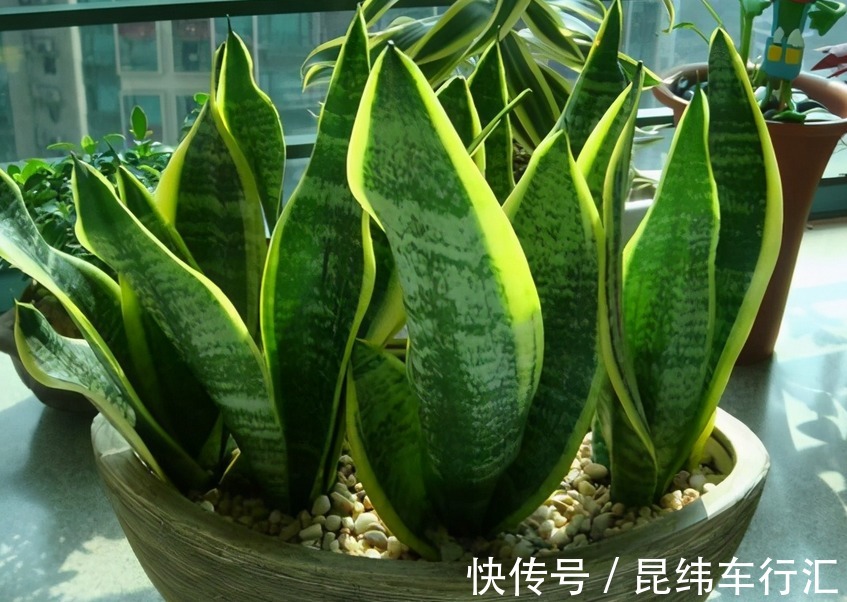 虎皮兰生长缓慢、盆栽不旺盛？早点用上这玩意，半年就长爆盆