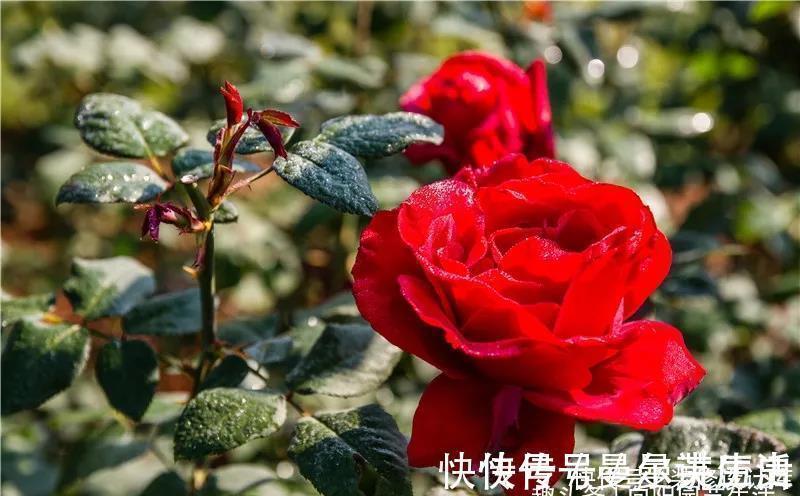 营养土|月季花苞小，开花少改善这“3点”，开花翻倍，花瓣又大又艳