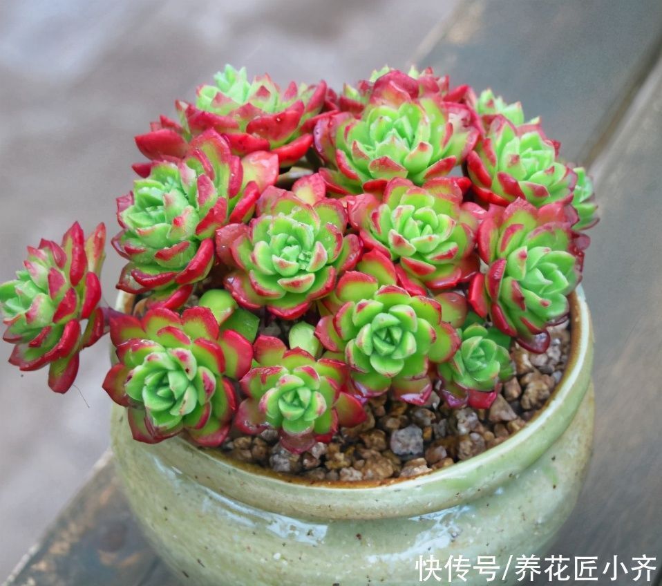 紧凑|想养好多肉,要学会“虐它”,不仅不会干叶,反而植株紧凑状态美