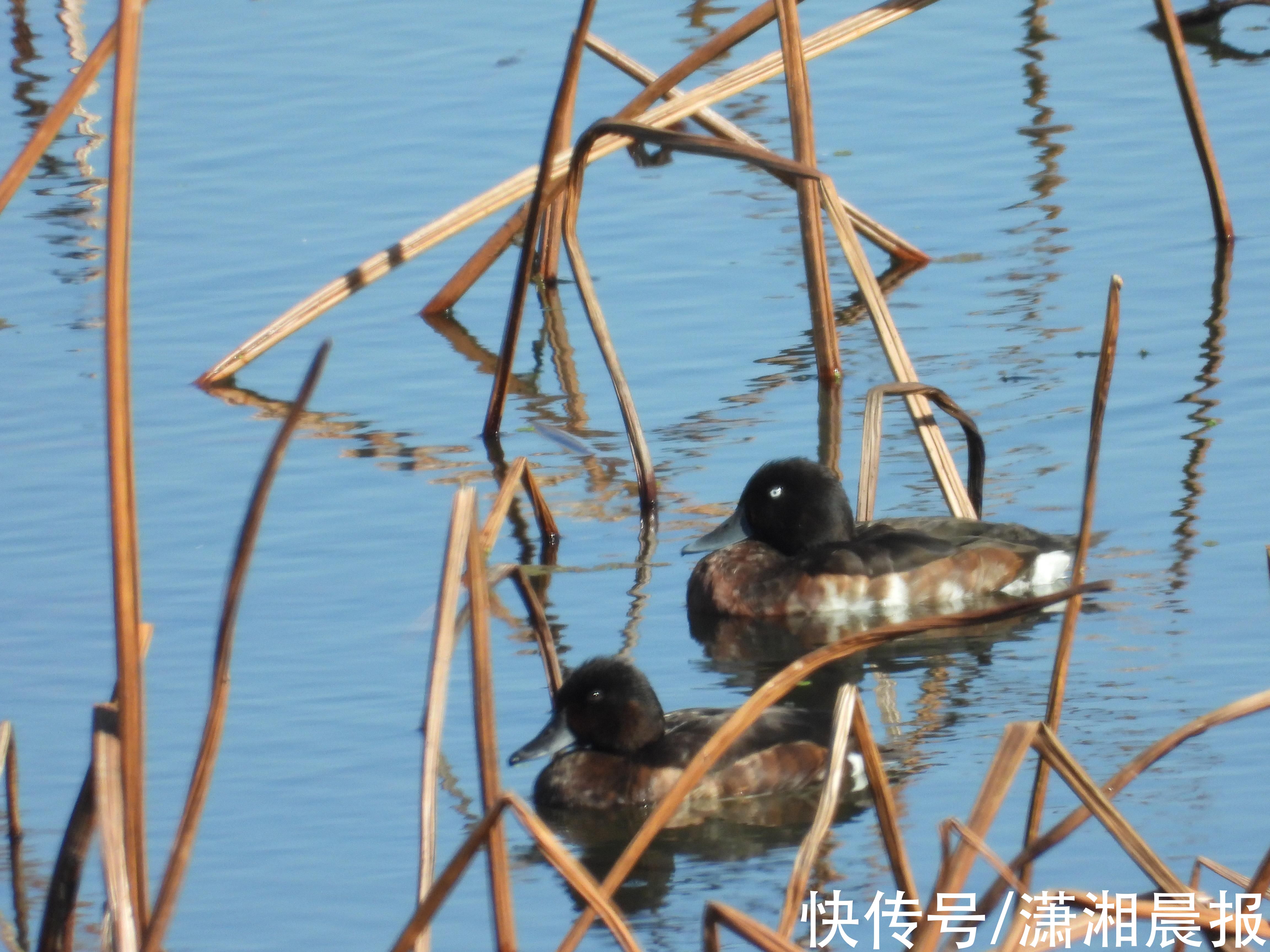 青头潜鸭|29万余只候鸟抵达，点击查看鄱阳湖美景