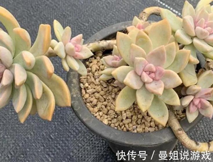 多肉紫雾怎么养殖，掌握5点，出状态粉嫩粉嫩的，太漂亮了