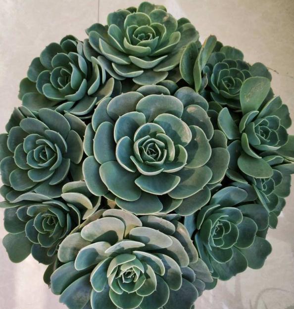 浇水|最难养的9种多肉,生病了难“医治”,新手轻易别碰