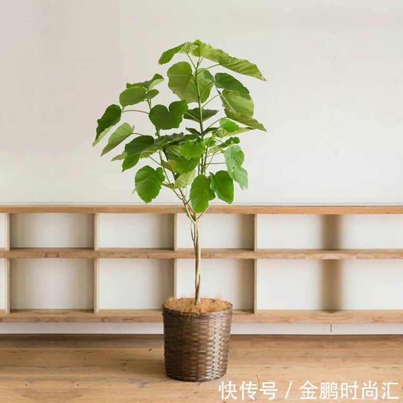 最适合卧室摆放的9种植物,清新素雅,安全无毒,还特好养活