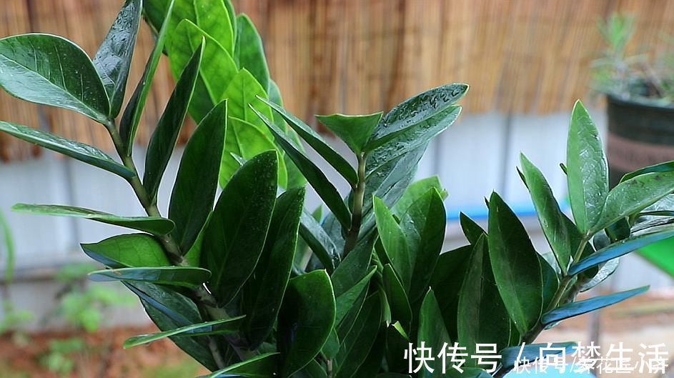 根系|金钱树养不好?要了解它的“根”,浇水施肥掌控好,不烂根不黄叶